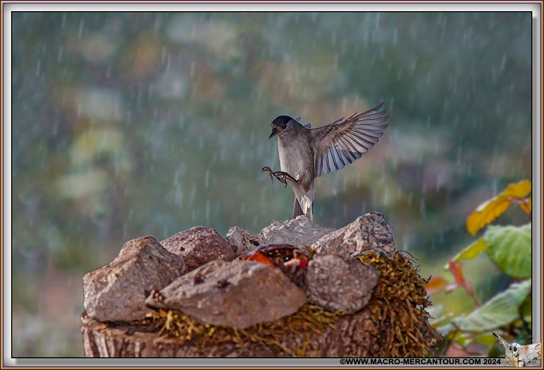 Fauvette à tête noire